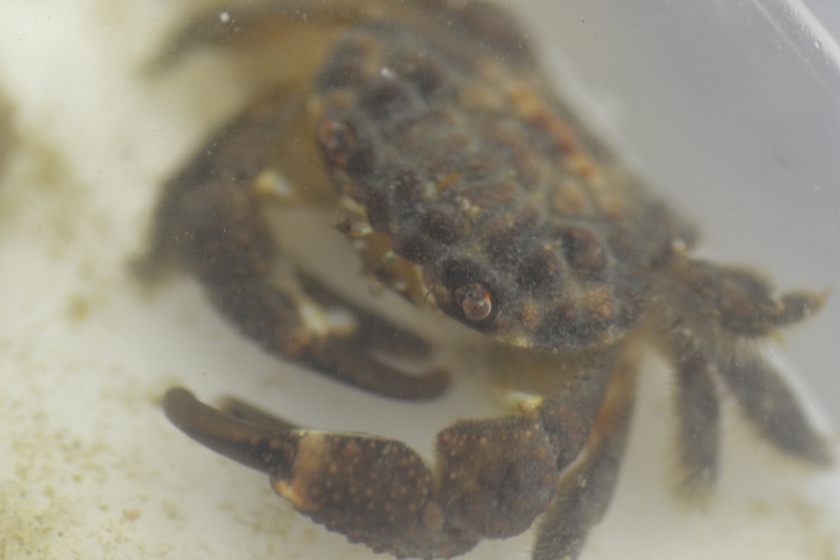 Hairy Tank Crab